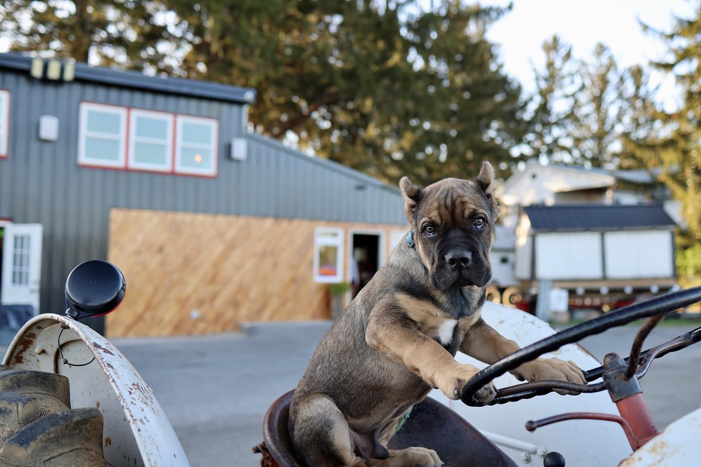 braglio farms dog driving tractor